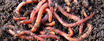 Ekosolfarm Solucan Gübresi Faydaları Nelerdir?