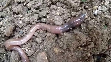 Toprak Solucanı Özellikleri