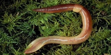 Yassı Solucan Türleri ve Özellikleri